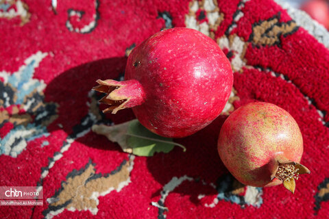 فصل برداشت انار از باغات گلدشت اصفهان