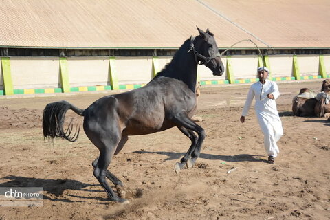 سومین جشنواره برداشت نیشکر- شکرستان خوزستان