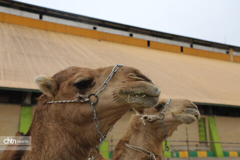 سومین جشنواره برداشت نیشکر- شکرستان خوزستان