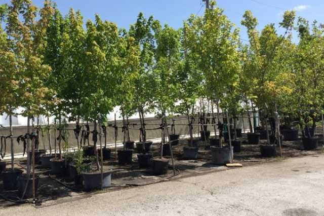 بازدید راهنمایان گردشگری و کارکنان معاونت گردشگری زنجان از نهالستان کوشکن