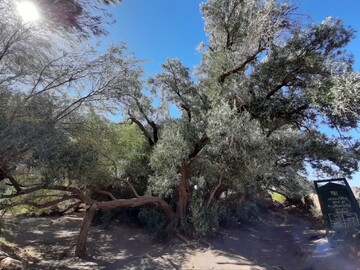 هرس شدن درختان کهنسال زیتون فسون شهرستان خوسف
