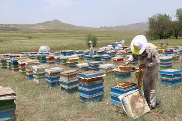 ۱۸۰۰ تن عسل در کهگیلویه و بویراحمد تولید شد