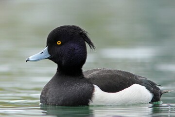ثبت گونه اردک سیاه کاکل در خراسان شمالی
