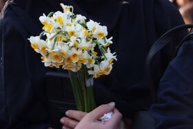برپایی جشنواره گل نرگس در سمنان