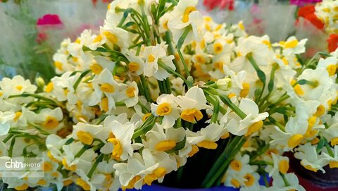 جشنواره گل نرگس سمنان
