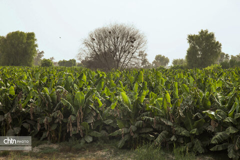 مزارع موز زرآباد