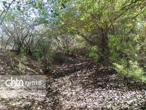 پارک جنگلی جزینک سیستان و بلوچستان به شهرداری تحویل داده شد 
