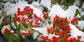 زیبایی های برف در زنجان
