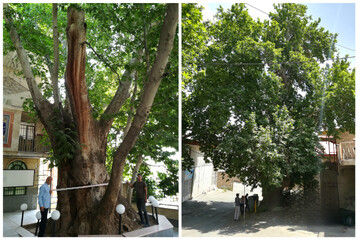 ۲ درخت کهنسال ساوجبلاغ در فهرست میراث ملی به ثبت رسیدند