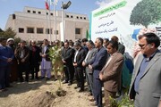 ۸۰۰ هزار نهال برای کشت در سیستان وبلوچستان آماده شد/ غرس نهال در موزه زاهدان