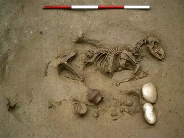 کشف مقبره باستانی از بقایای انسان در کنار حیوانات خانگی