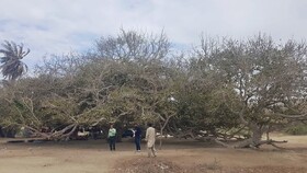 دومین درخت کهنسال کشور ثبت ملی شد