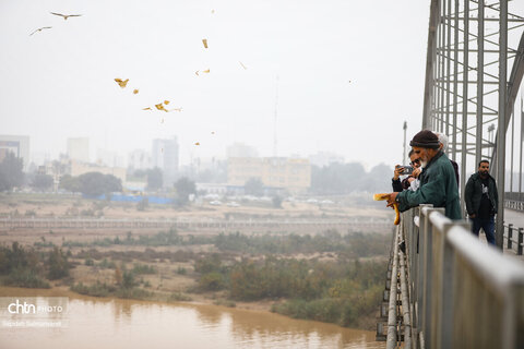 پرواز پرندگان مهاجر بر فراز پل سفید اهواز