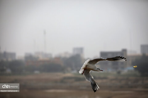 پرواز پرندگان مهاجر بر فراز پل سفید اهواز