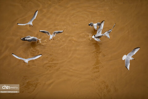 پرواز پرندگان مهاجر بر فراز پل سفید اهواز