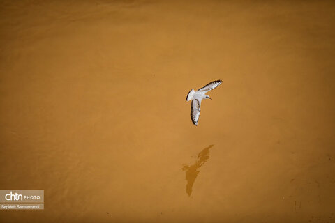 پرواز پرندگان مهاجر بر فراز پل سفید اهواز