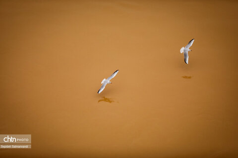 پرواز پرندگان مهاجر بر فراز پل سفید اهواز