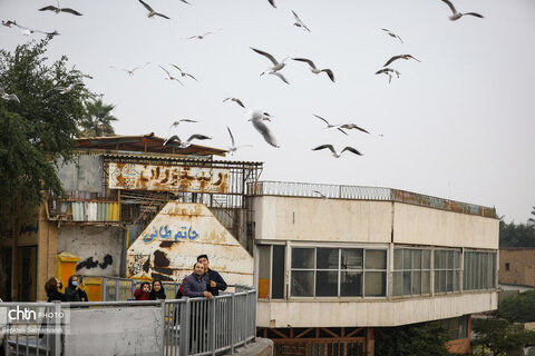 پرواز پرندگان مهاجر بر فراز پل سفید اهواز