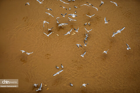 پرواز پرندگان مهاجر بر فراز پل سفید اهواز