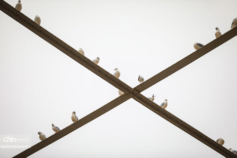 پرواز پرندگان مهاجر بر فراز پل سفید اهواز