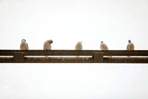 پرواز پرندگان مهاجر بر فراز پل سفید اهواز