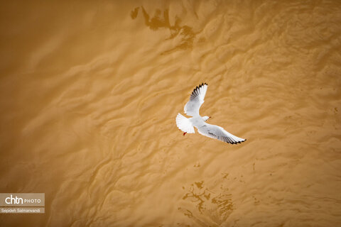 پرواز پرندگان مهاجر بر فراز پل سفید اهواز
