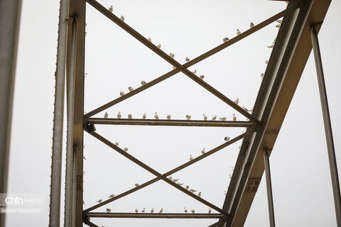 پرواز پرندگان مهاجر بر فراز پل سفید اهواز