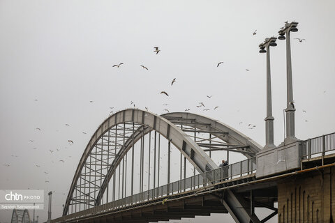 پرواز پرندگان مهاجر بر فراز پل سفید اهواز