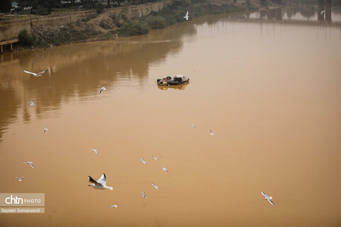 پرواز پرندگان مهاجر بر فراز پل سفید اهواز