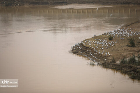 پرواز پرندگان مهاجر بر فراز پل سفید اهواز
