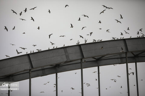 پرواز پرندگان مهاجر بر فراز پل سفید اهواز