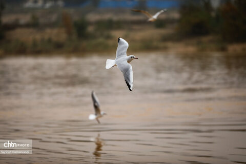 پرواز پرندگان مهاجر بر فراز پل سفید اهواز