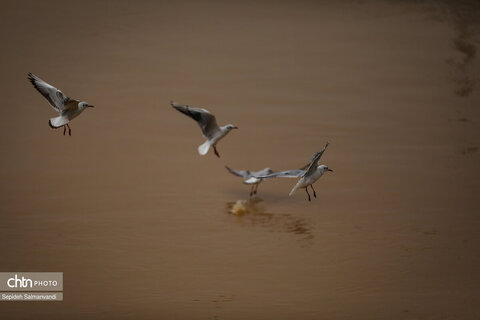 پرواز پرندگان مهاجر بر فراز پل سفید اهواز