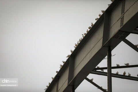 پرواز پرندگان مهاجر بر فراز پل سفید اهواز