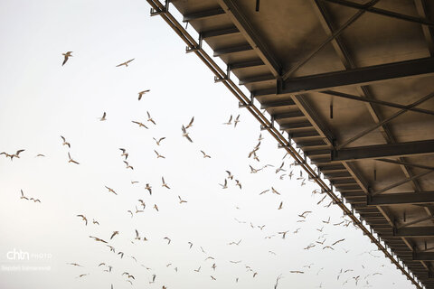 پرواز پرندگان مهاجر بر فراز پل سفید اهواز