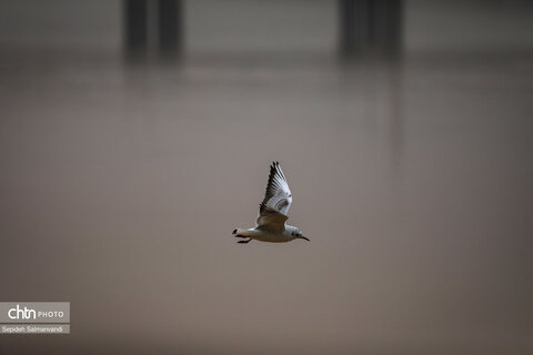 پرواز پرندگان مهاجر بر فراز پل سفید اهواز