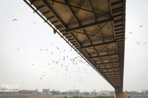 پرواز پرندگان مهاجر بر فراز پل سفید اهواز