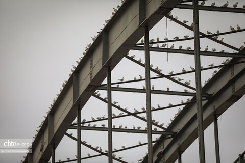 پرواز پرندگان مهاجر بر فراز پل سفید اهواز
