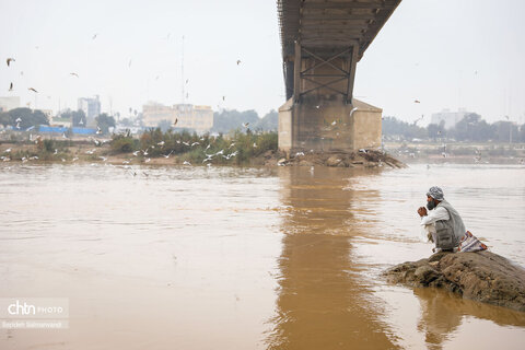 پرواز پرندگان مهاجر بر فراز پل سفید اهواز