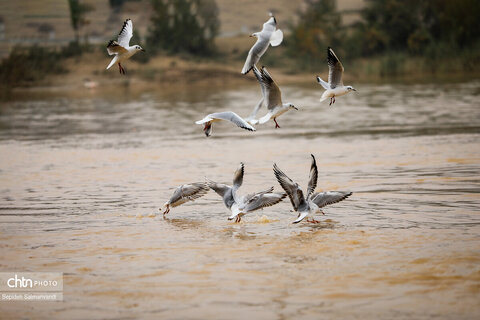 پرواز پرندگان مهاجر بر فراز پل سفید اهواز