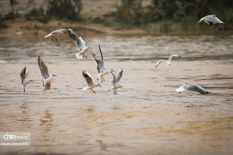 پرواز پرندگان مهاجر بر فراز پل سفید اهواز