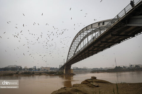 پرواز پرندگان مهاجر بر فراز پل سفید اهواز