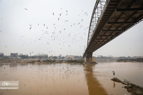 پرواز پرندگان مهاجر بر فراز پل سفید اهواز