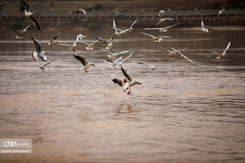 پرواز پرندگان مهاجر بر فراز پل سفید اهواز