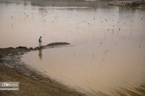 پرواز پرندگان مهاجر بر فراز پل سفید اهواز