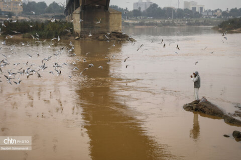 پرواز پرندگان مهاجر بر فراز پل سفید اهواز