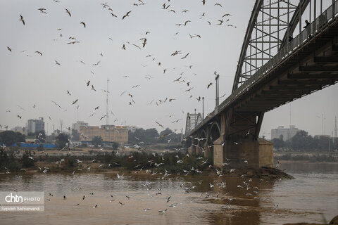پرواز پرندگان مهاجر بر فراز پل سفید اهواز