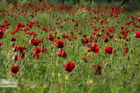 فرش قرمز طبیعت بهاری کُردستان برای گردشگران