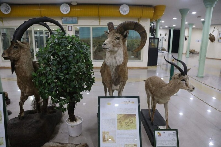 موزه تاریخ طبیعی زنجان در ایام نوروز فعال است