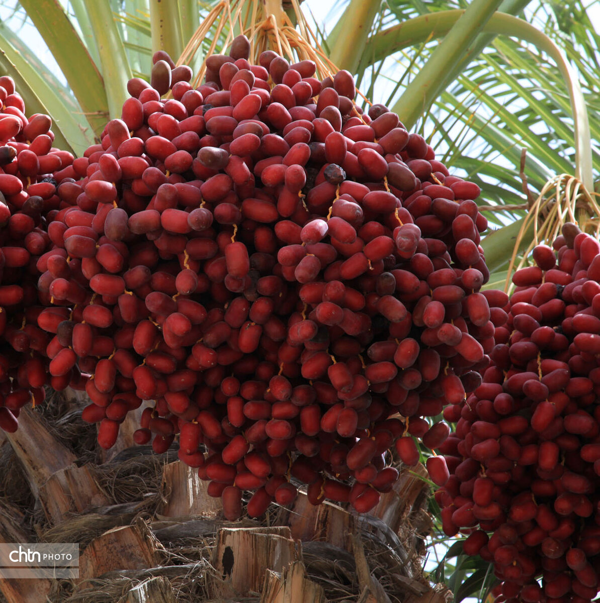 پذیرایی از مهمانان نوروزی سیستان و بلوچستان با میوه‌های گرمسیری